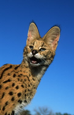 Serval portrait from below - Africa face,blue skies,sunny,Blue sky,bright,Close up,Sky,Facial portrait,Portrait,face picture,face shot,coloration,Colouration,spotty,spot,Spots,spotted,patterns,patterned,Pattern,ear,Ears,Serval,Leptailur