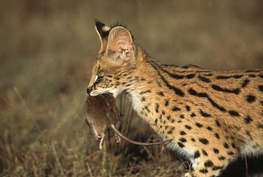 Serval carrying mouse prey - Africa coloration,Colouration,Killing,prey,preyed,predation,killed,kill,hidden,crypsis,Camouflage,camo,disguise,disguised,camouflaged,Carnivorous,Carnivore,carnivores,spotty,spot,Spots,spotted,hunt,hunter,st
