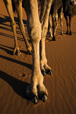 Close-up of camel foot and two toes - Morocco, Africa environment,ecosystem,Habitat,sand dunes,dunes,Sand dune,dune,feet,Foot,Toe,toes,Xeric,Desert,dry,Arid,Terrestrial,ground,Sand,Camel,Camelus dromedarius,Mammalia,Mammals,Chordates,Chordata,Even-toed U