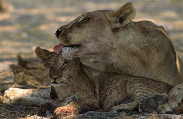 Lioness grooming her cub in the shade - Africa cute,parenthood,parent,mom,Mother,motherhood,mommy,parental,mum,mummy,Juvenile,immature,child,children,baby,infants,infant,young,babies,positive,Cub,cubs,mature,fully grown,Adult,grown up,adults,Lion,