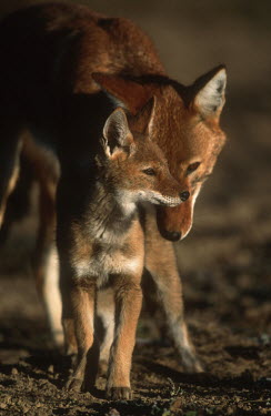 Ethiopian wolf mother & pup interacting - Ethiopia Juvenile,immature,child,children,baby,infants,infant,young,babies,Cub,cubs,puppy,puppys,puppies,pups,Pup,Ethiopian Wolf,Canis simensis,Dog, Coyote, Wolf, Fox,Canidae,Mammalia,Mammals,Chordates,Chordat