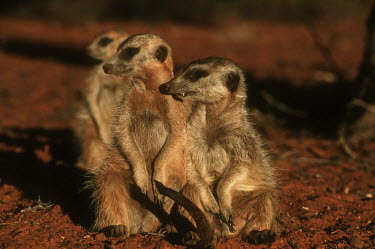 Three meerkats looking in the same direction and warm up in the early morning sun of winter - Kalahari Desert, Africa family,resting,rested,rest,aware,on-edge,on edge,cautious,Alert,Basking,sunbathing,bask,sunbathe,Meerkat,Suricata suricatta,Herpestidae,Mongooses, Meerkat,Carnivores,Carnivora,Mammalia,Mammals,Chordat