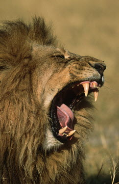 Portrait of male lion yawning - Botswana face,Teeth,tooth,Mouth,mouthpart,mouths,mouthparts,Yawning,yawn,Lion,Panthera leo,Felidae,Cats,Mammalia,Mammals,Carnivores,Carnivora,Chordates,Chordata,Lion d'Afrique,Le�n,leo,Animalia,Savannah,Africa