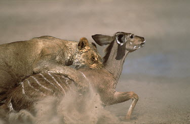 Lioness brings young kudu prey down - Namibia predation,hunt,hunter,stalking,Hunting,stalker,hungry,stalk,hunger,Killing,prey,preyed,killed,kill,fierce,scary,Chasing,chase,chased,Carnivorous,Carnivore,carnivores,Dramatic,Natural threats,Predation