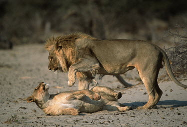 Male and female lions mating - Namibia Pheromones,pheromone,chemical communication,Biting,Romancing,Courtship,romance,woo,Courting,coitus,mate,intimate,mating,reproduce,fornication,fornicate,breeding,romantic,copulating,Sex,intercourse,cop