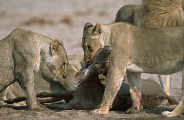 Lion pride feeding on kudu kill - Namibia food,feed,hungry,eat,hunger,Feeding,eating,Killing,prey,preyed,predation,killed,kill,bloody,Blood,Lion,Panthera leo,Felidae,Cats,Mammalia,Mammals,Carnivores,Carnivora,Chordates,Chordata,Lion d'Afrique