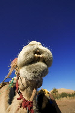 Close-up of camel nose - Morocco, Africa Sky,dry,Arid,Terrestrial,ground,arid,drought,waterless,no water,dried up,barren,baked,Dry,parched,moistureless,environment,ecosystem,Habitat,blue skies,sunny,Blue sky,bright,Xeric,Desert,Tourism,Camel