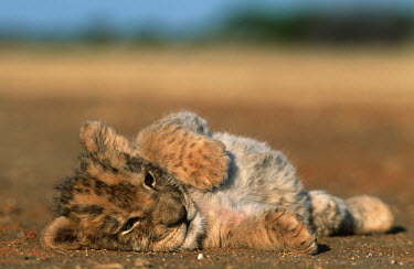 One month old lion cub lying with a distended belly - Africa Lion,Panthera leo,Felidae,Cats,Mammalia,Mammals,Carnivores,Carnivora,Chordates,Chordata,Lion d'Afrique,Le�n,leo,Animalia,Savannah,Africa,Scrub,Appendix II,Asia,Panthera,Vulnerable,Desert,Terrestrial,C