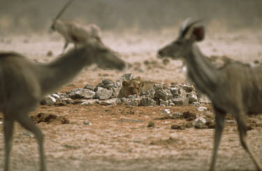 Lioness stalking two kudu - Namibia predation,hunt,hunter,stalking,Hunting,stalker,hungry,stalk,hunger,run,Running,sprint,sprinting,action,movement,move,Moving,in action,in motion,motion,Lion,Panthera leo,Felidae,Cats,Mammalia,Mammals,C