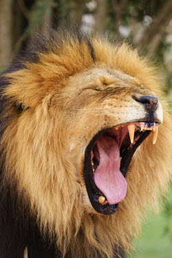 Male Lion yawning - Africa canine teeth,Canine tooth,Yawning,yawn,open mouth,face,Mouth,mouthpart,mouths,mouthparts,Teeth,tooth,Lion,Panthera leo,Felidae,Cats,Mammalia,Mammals,Carnivores,Carnivora,Chordates,Chordata,Lion d'Afri