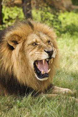 Male lion snarling - Africa boy,man,male,negative,sad,Portrait,face picture,face shot,Angry,anger,angered,Lion,Panthera leo,Felidae,Cats,Mammalia,Mammals,Carnivores,Carnivora,Chordates,Chordata,Lion d'Afrique,Le�n,leo,Animalia,S
