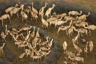 Aerial view of camels owned by the Rendille tribe, enclosed and segregated with thorn-barriers - Northern Kenya Camel,Camelus dromedaries