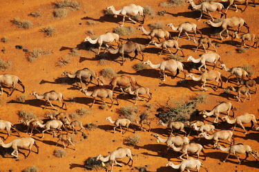 Aerial view of group of camels walking across the desert - Africa Camel,Camelus dromedarius,Mammalia,Mammals,Chordates,Chordata,Even-toed Ungulates,Artiodactyla,Camelidae,Camels