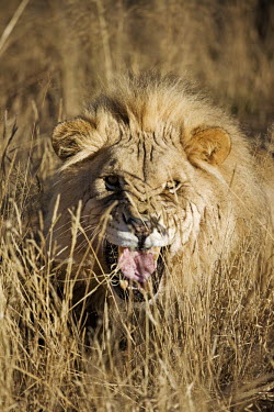 Male lion snarling in long grass - Africa Terrestrial,ground,environment,ecosystem,Habitat,negative,sad,savannahs,savana,savannas,shrubland,savannah,Savanna,miserable,Grumpy,bored,grump,Facial portrait,face,boy,man,male,fierce,scary,Aggressio