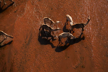 Aerial view of group of camels walking across the desert - Africa Xeric,Desert,dry,Arid,herds,gamming,Herd,herding,assemble,Orange background,Terrestrial,ground,sand dunes,dunes,Sand dune,dune,environment,ecosystem,Habitat,Sand,Camel,Camelus dromedarius,Mammalia,Mam