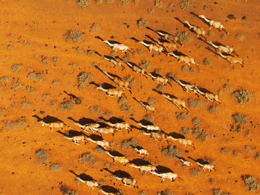Aerial view of group of camels walking across the desert - Africa environment,ecosystem,Habitat,Xeric,Desert,sand dunes,dunes,Sand dune,dune,dry,Arid,Terrestrial,ground,Sand,Orange background,herds,gamming,Herd,herding,assemble,Camel,Camelus dromedarius,Mammalia,Mam