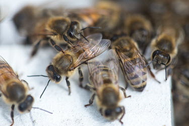 Honey bees surrounding their hive - Bristol, UK bee,bees,honey bee,bee keeper,bee keeping,honey,macro,close up,insect,insects,hive,Honey bee,Apis mellifera,Sawflies, Ants, Wasps, Bees,Hymenoptera,Insects,Insecta,Arthropoda,Arthropods,Bumble Bees, H