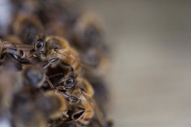 Close up of a honey bee in its colony - Bristol, UK bee,bees,honey bee,bee keeper,bee keeping,honey,macro,close up,insect,insects,hive,Honey bee,Apis mellifera,Sawflies, Ants, Wasps, Bees,Hymenoptera,Insects,Insecta,Arthropoda,Arthropods,Bumble Bees, H
