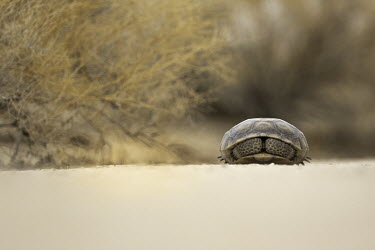 A desert tortoise, found only in the Mojave and Sonoran deserts of South West American and Northern Mexico tortoise,desert,arid,dry,reptile,shell,carapace,california,portrait,slow,Desert tortoise,Gopherus agassizii,Chordates,Chordata,Tortoises,Testudinidae,Reptilia,Reptiles,Turtles,Testudines,Tortue D'Agas