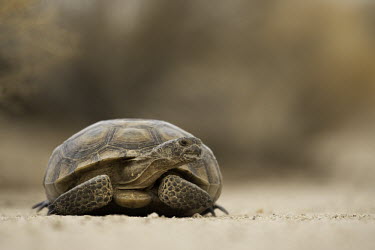 A desert tortoise, found only in the Mojave and Sonoran deserts of South West American and Northern Mexico tortoise,desert,arid,dry,reptile,shell,carapace,california,portrait,slow,Desert tortoise,Gopherus agassizii,Chordates,Chordata,Tortoises,Testudinidae,Reptilia,Reptiles,Turtles,Testudines,Tortue D'Agas