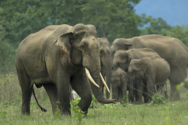 A bull Asian elephant guarding his herd - West Bengal, India elephant,tusk,tusks,herd,family,bull,breeding,guarding,guard,defend,protect,Asian elephant,Elephas maximus,Mammalia,Mammals,Elephants,Elephantidae,Chordates,Chordata,Elephants, Mammoths, Mastodons,Pro