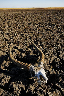 Lechwe horns on the dried out plains of Kafue flats - Zambia Floodwater,Rains,Parched,Dried,Cracked land,Mud,Landscape,Seasonal,River flats,Horns,Skull,Antelope,Drought