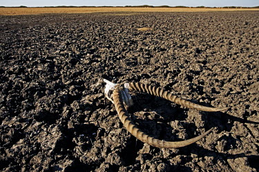 Lechwe horns on the dried out plains of Kafue flats - Zambia Floodwater,Rains,Parched,Dried,Cracked land,Mud,Landscape,Seasonal,River flats,Horns,Skull,Antelope,Drought