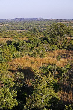 Miombo woodland - Zambia Woodland,Trees,Scrubland,Scrub,Landscape,Aerial,View