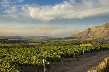 View along grapevines with mountains in the background - South Africa Sunlight,Vines,Leaves,Harvest,Crop,Green,Rows,Ordered,Fertile,Land,Farming,Mountains