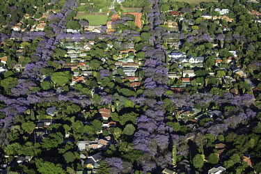 Aerial view of tree-lined Johannesburg suburbs - Johannesburg, South Africa Aerial,Landscape,City,Suburbs,Road,Buildings,Houses,Neighbourhood,Trees,Rooftops,Settlement,Tree-lined,Colourful,Purple,Colour