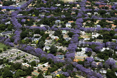 Aerial view of tree-lined Johannesburg suburbs - Johannesburg, South Africa Aerial,Landscape,City,Suburbs,Road,Buildings,Houses,Neighbourhood,Trees,Rooftops,Settlement,Tree-lined,Colourful,Purple,Colour