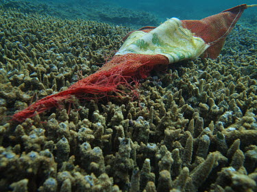 A plastic sack caught on coral, inevitably leading to death and disease for the coral pollution,bag,litter,plastic,plastic pollution,trash,waster,coral,acropora,blue coral,dead coral,disease,dead,water,underwater,sea,ocean,reef,coral reef