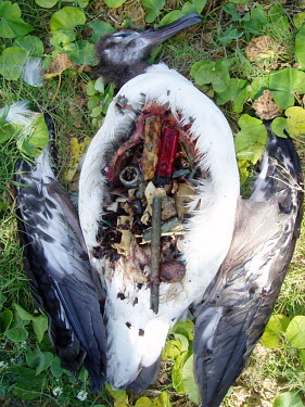 A dead frigate bird, likely died from starvation due to plastic ingestion bird,birds,sea bird,plastic,plastic waste,plastic pollution,stomach,dead,death,choked,starved,starvation,ingestion,pollution,litter,marine,marine pollution,lighter,plastic straw,frigate bird,juvenile,