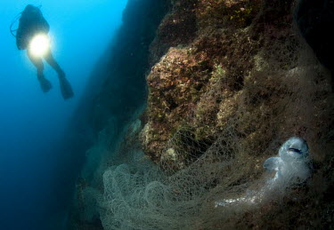 A discarded fishing net has entangled and killed a shark, known as ghost fishing ghost fishing,fishing gear,discarded,ghost net,fishing net,water column,floating,trap,death trap,entanglement,tangled,net,fishing,pollution,litter,lethal,reef,sea,ocean