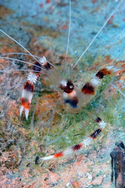 Banded coral shrimp portrait on coral - Tanzania Banded coral shrimp,Stenopus hispidus