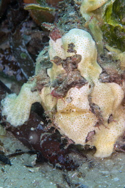 Giant Frogfish portrait and camoflauged against coral - Tanzania Giant Frogfish,Antennarius commerson
