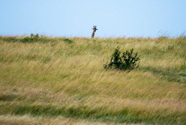 A giraffe head peaking over the brow of a hill - Tanzania Giraffe,Giraffa camelopardalis,Even-toed Ungulates,Artiodactyla,Chordates,Chordata,Mammalia,Mammals,Giraffidae,Giraffes,Terrestrial,Africa,Cetartiodactyla,Savannah,Herbivorous,Endangered,camelopardali