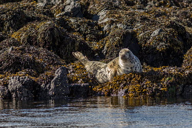 Common seal basking on the rocky shore with seaweed Common seal,Phoca vitulina,Mammalia,Mammals,Phocidae,True Seals,Carnivores,Carnivora,Chordates,Chordata,harbour seal,FOCA MOTEADA,PHOQUE VEAU-MARIN,Europe,Pacific,vitulina,Least Concern,Phoca,STAT_HD,