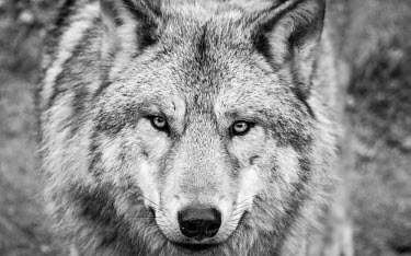 Portrait of Eurasian wolf, captive - France Eurasian wolf,Canis lupus,Dog, Coyote, Wolf, Fox,Canidae,Chordates,Chordata,Mammalia,Mammals,Carnivores,Carnivora,Timber Wolf,Common Wolf,Arctic Wolf,Gray Wolf,Wolf,Mexican Wolf,Tundra Wolf,Plains Wol