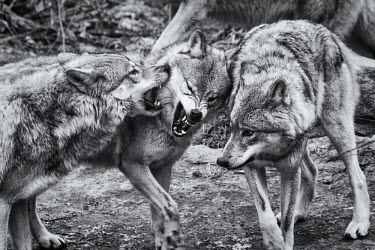 Eurasian wolves play-fighting, captive - France Eurasian wolf,Canis lupus,Dog, Coyote, Wolf, Fox,Canidae,Chordates,Chordata,Mammalia,Mammals,Carnivores,Carnivora,Timber Wolf,Common Wolf,Arctic Wolf,Gray Wolf,Wolf,Mexican Wolf,Tundra Wolf,Plains Wol