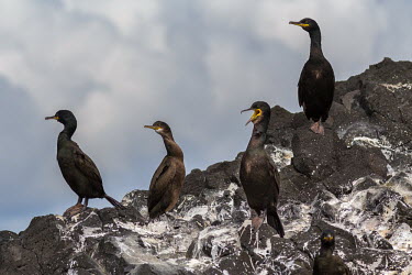 A group of shags standing on a rock - Scotland Shag,Phalacrocorax arostotelis,Ciconiiformes,Herons Ibises Storks and Vultures,Pelicans and Cormorants,Pelecaniformes,Phalacrocoracidae,Cormorants,Aves,Birds,Chordates,Chordata,Europe,Ocean,Aquatic,Sp