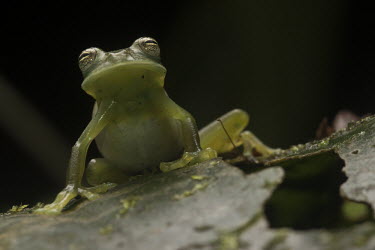 Front portrait of a cochranella glass frog sitting on a leaf - Peru Cochranella glass frog,Cochranella nola,Chordates,Chordata,Centrolenidae,Glass Frogs,Amphibians,Amphibia,Anura,Frogs and Toads,Forest,Cochranella,South America,Carnivorous,Terrestrial,Near Threatened,