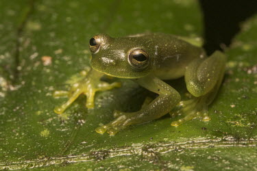 Portrait of a Cusco cochran frog sitting on a leaf - Peru Cusco cochran frog,Rulyrana spiculata