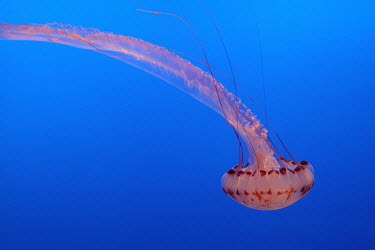 A pacific sea nettle jellyfish - California Sea nettle jellyfish,Chrysaora fuscescens,Cnidaria,Cnidarians,Marine,Semaeostomeae,Animalia,Pacific,Carnivorous,Aquatic,Scyphozoa,Coastal,Chrysaora,Pelagiidae,North America