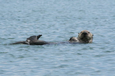 A southern sea otter floating on its back, looking to camera - California Southern sea otter,Enhydra lutris,Mammalia,Mammals,Carnivores,Carnivora,Chordates,Chordata,Weasels, Badgers and Otters,Mustelidae,Nutria Marina,Loutre De Mer,Nutria Del Kamtchatka,Vulnerable,Animalia,