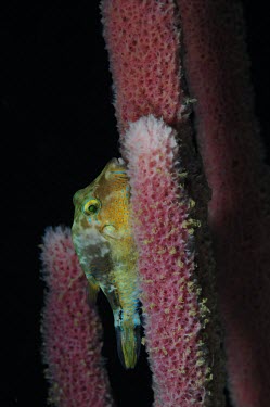 A resting sharpnose pufferfish - Dominica Sharpnose pufferfish,Canthigaster valentini