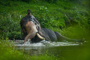 Male Indian elephant in a rehabilitation camp takes a bathe in the river with his mahout - India Indian elephant,Elephas maximus,Mammalia,Mammals,Elephants,Elephantidae,Chordates,Chordata,Elephants, Mammoths, Mastodons,Proboscidea,Elefante Asi�tico,El�phant D'Asie,El�phant D'Inde,Animalia,Scrub,E