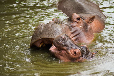 Young hippo calf and mother in a river - India Hippopotamus amphibius,Hippopotamidae,Hippopotamuses,Mammalia,Mammals,Even-toed Ungulates,Artiodactyla,Chordates,Chordata,Hippo,common hippopotamus,Hipopótamo Anfibio,Hippopotame,Appendix II,Aquatic,