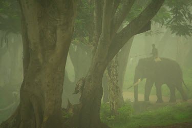 Male Indian elephant walks around the rehabilitation camp with its mahout - India Indian elephant,Elephas maximus,Mammalia,Mammals,Elephants,Elephantidae,Chordates,Chordata,Elephants, Mammoths, Mastodons,Proboscidea,Elefante Asi�tico,El�phant D'Asie,El�phant D'Inde,Animalia,Scrub,E