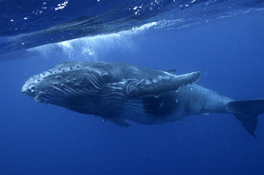 South Pacific humpback whale calf - Vava'u Humpback whale,Megaptera novaeangliae,Rorquals,Balaenopteridae,Cetacea,Whales, Dolphins, and Porpoises,Chordates,Chordata,Mammalia,Mammals,bunch,hunchbacked whale,hump whale,Baleine À Taquet,Baleine